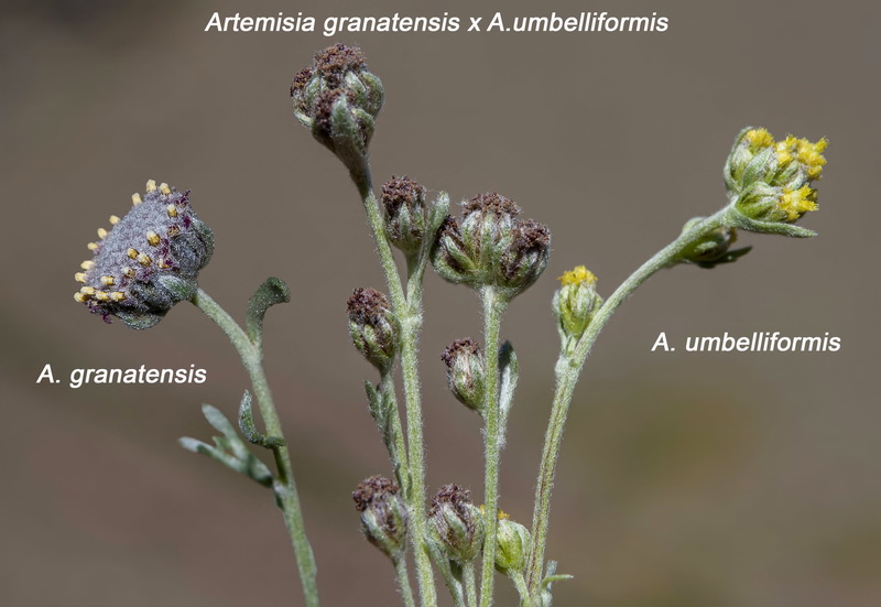 Artemisia granatensis x Artemisa umbelliformis.18