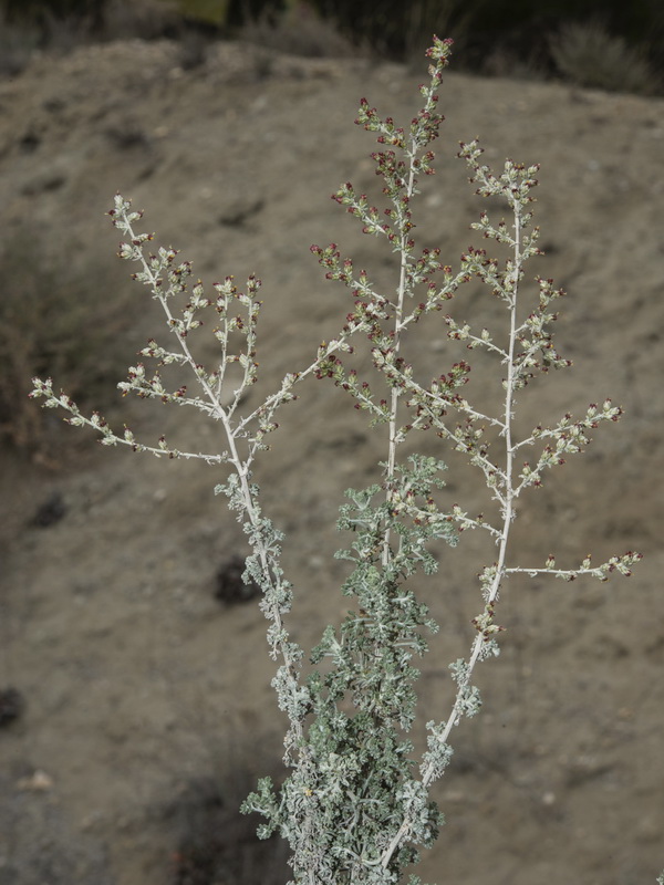 Artemisia herba alba.09
