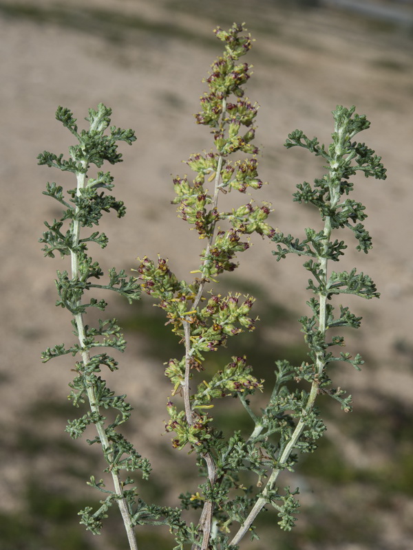 Artemisia herba alba.10