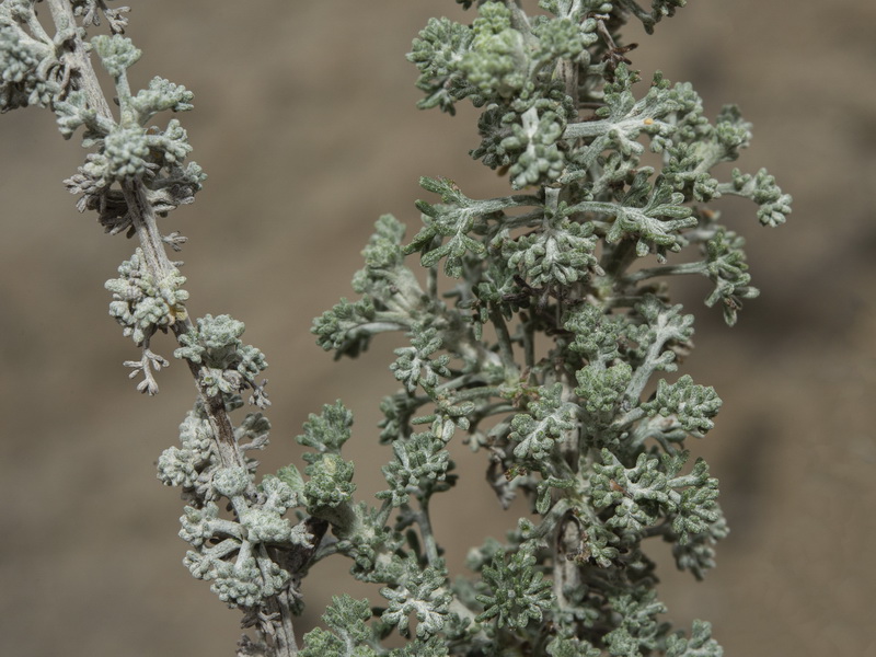 Artemisia herba alba.11
