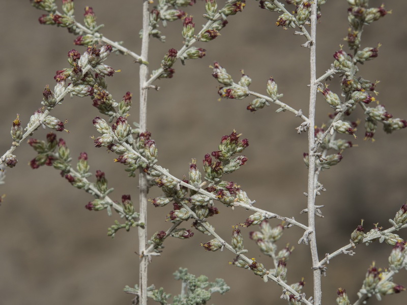 Artemisia herba alba.12