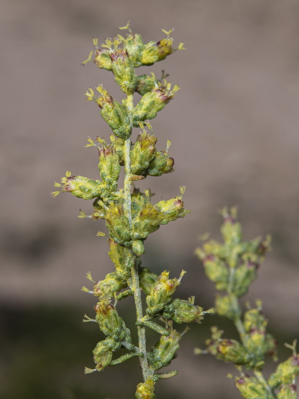 Artemisia herba alba.13