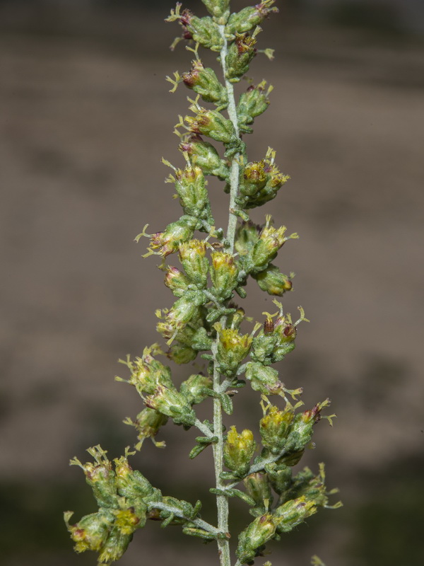 Artemisia herba alba.14