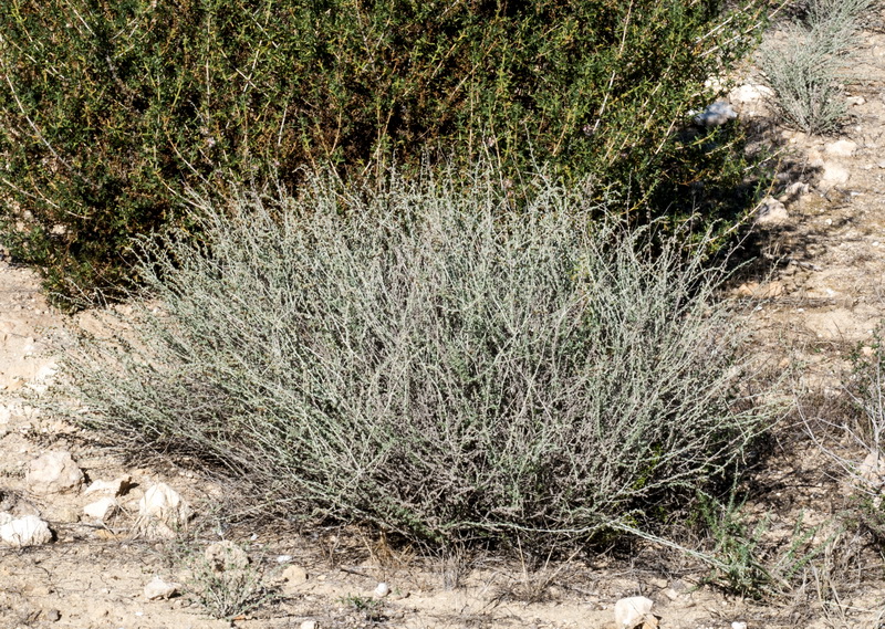 Artemisia lucentica.01