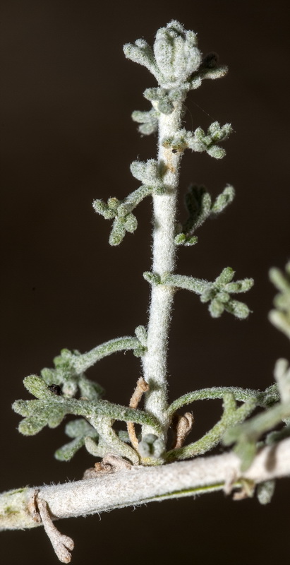 Artemisia lucentica.04
