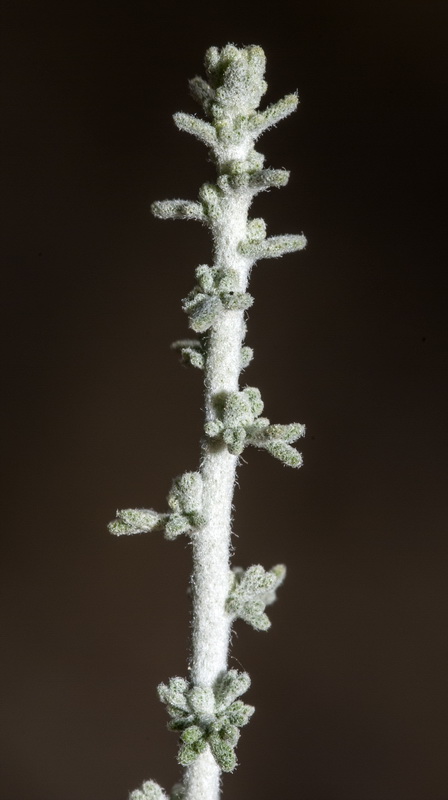 Artemisia lucentica.05