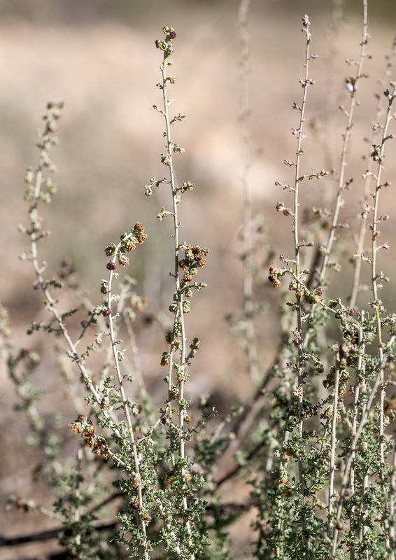 Artemisia lucentica.06