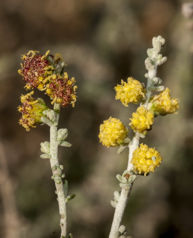 Artemisia lucentica.08