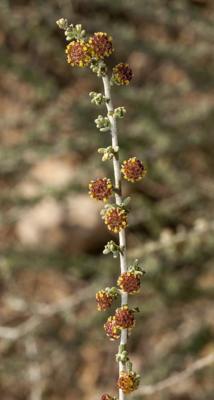 Artemisia lucentica.10
