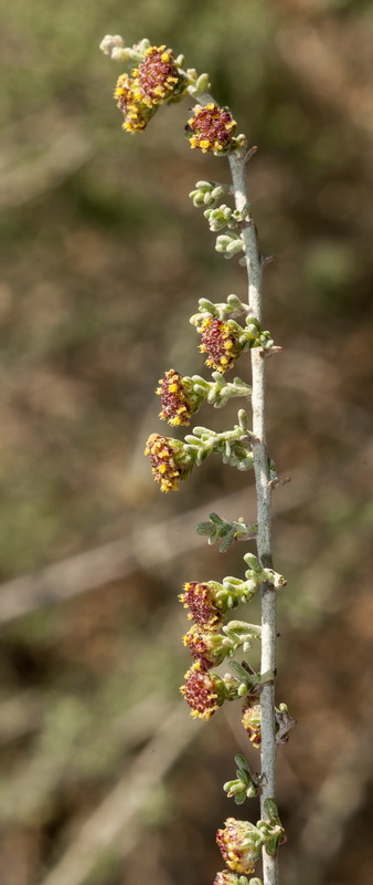 Artemisia lucentica.11