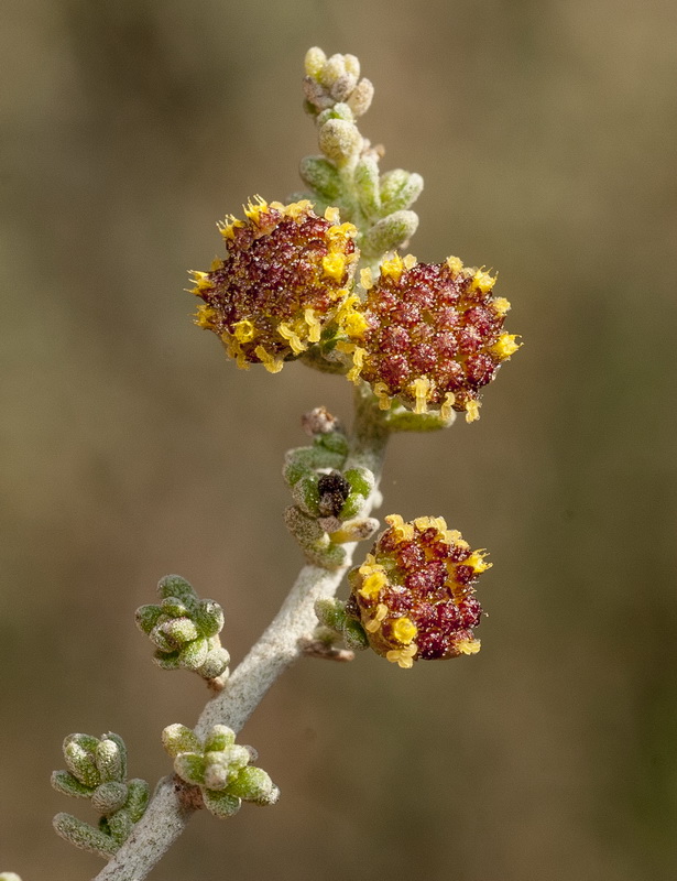 Artemisia lucentica.12