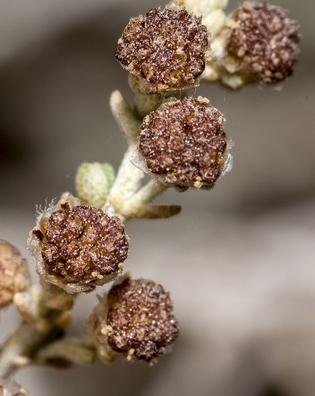 Artemisia lucentica.17