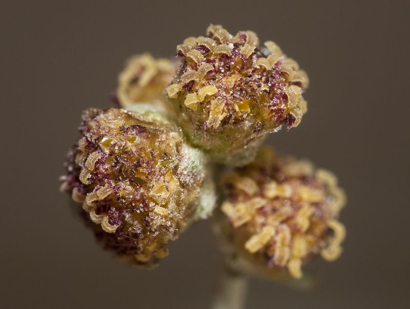 Artemisia lucentica.18