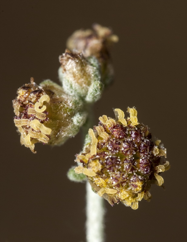 Artemisia lucentica.19