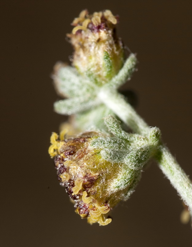 Artemisia lucentica.22