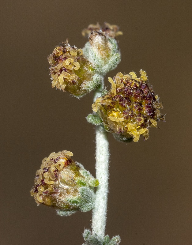 Artemisia lucentica.23