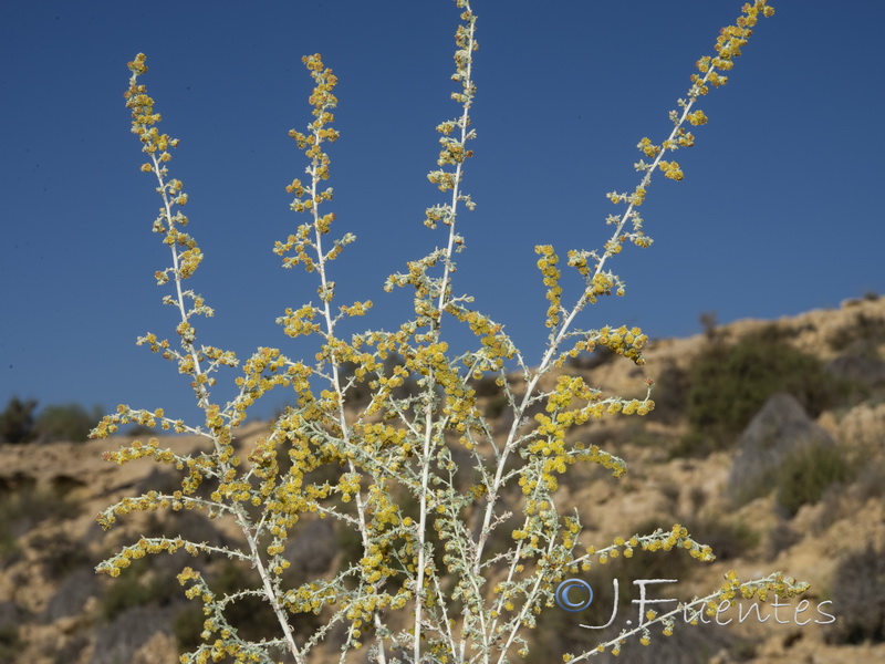Artemisia lucentica.26