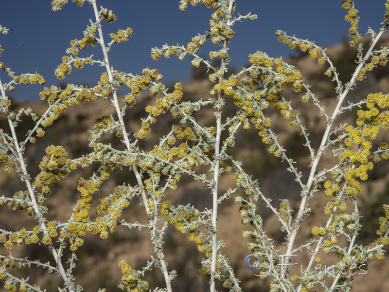 Artemisia lucentica.27