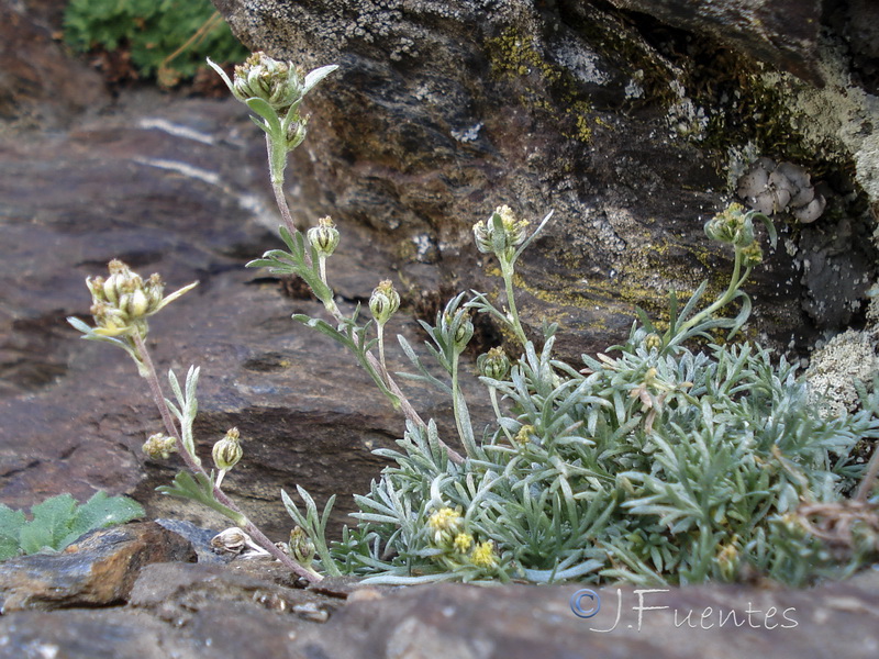 Artemisia umbeliformis.02