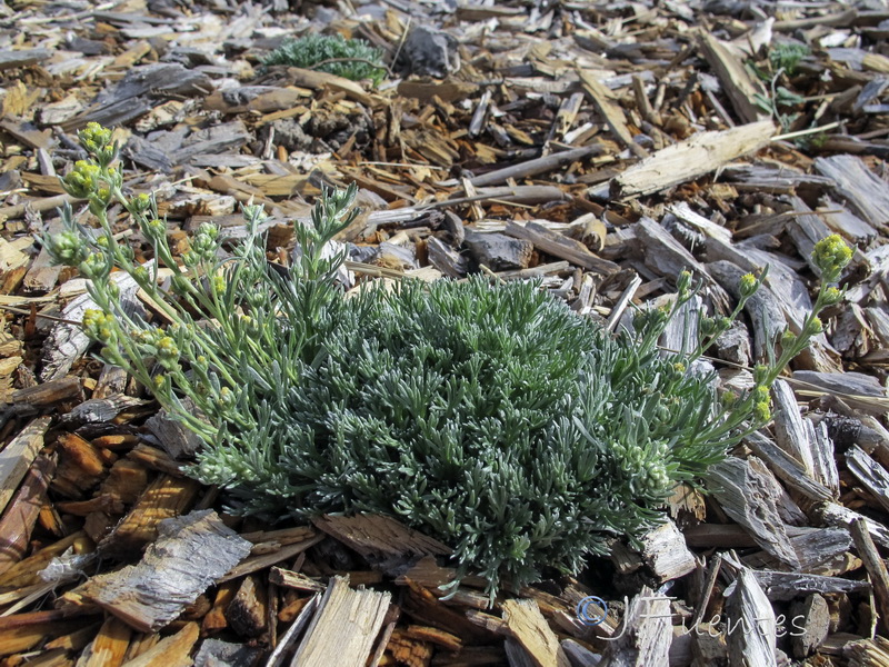 Artemisia umbeliformis.03