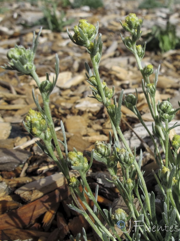 Artemisia umbeliformis.09
