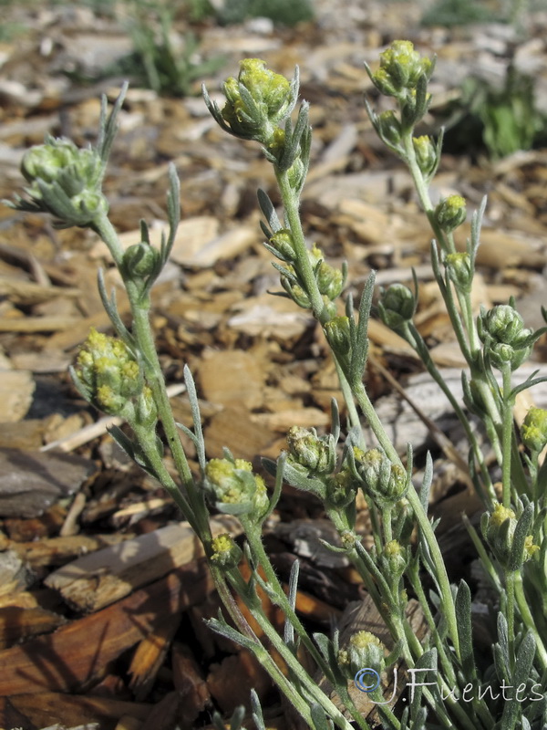 Artemisia umbeliformis.09