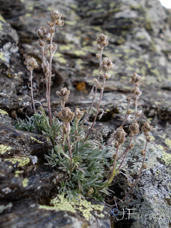 Artemisia umbeliformis.11