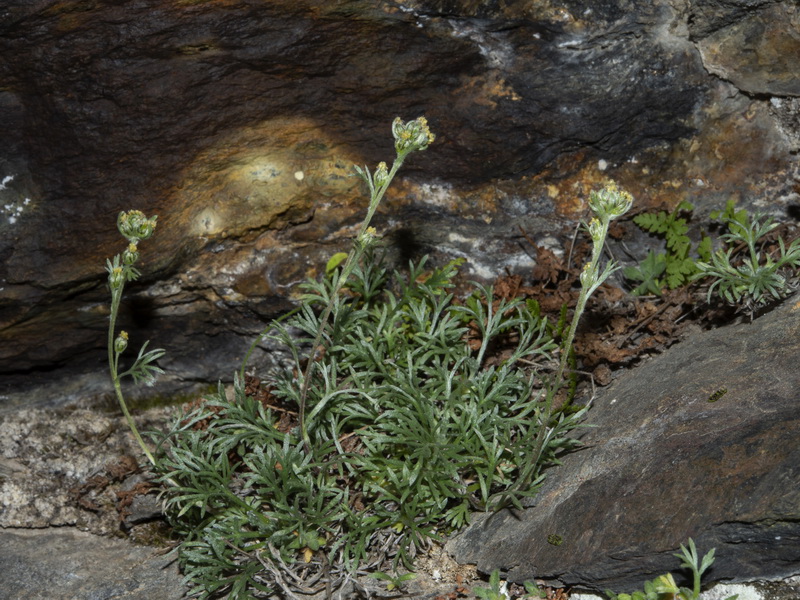 Artemisia umbeliformis.38