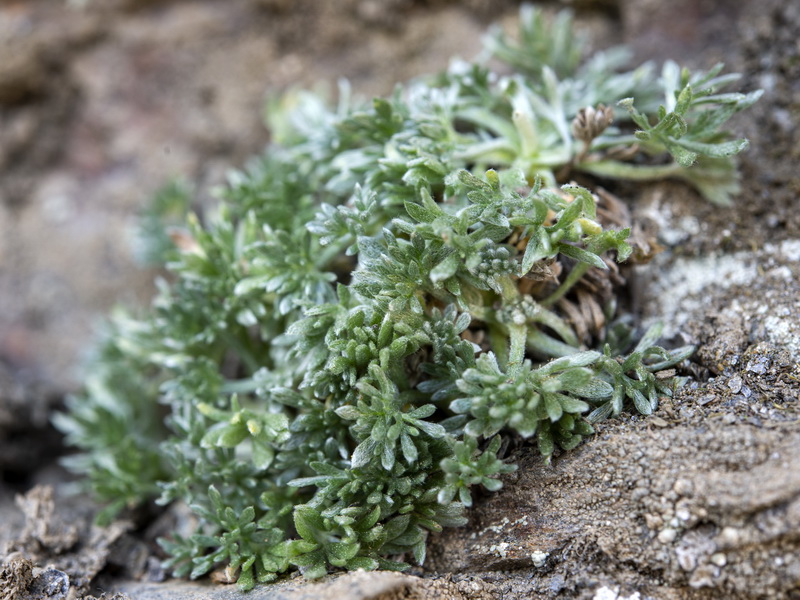 Artemisia umbeliformis.39