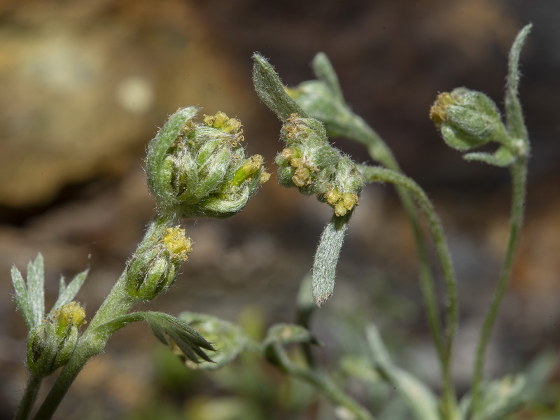 Artemisia umbeliformis.43