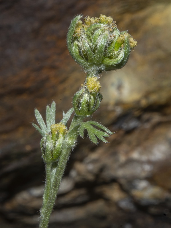 Artemisia umbeliformis.47
