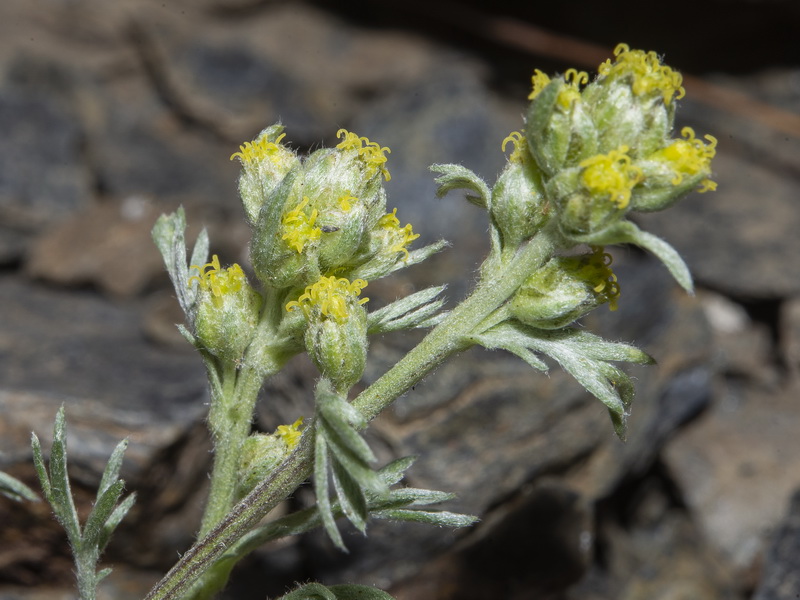 Artemisia umbeliformis.49