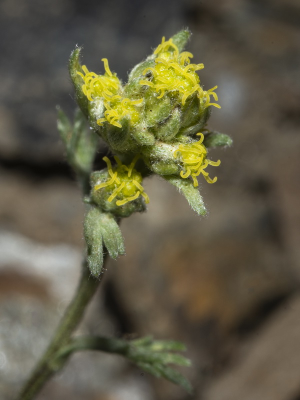 Artemisia umbeliformis.51