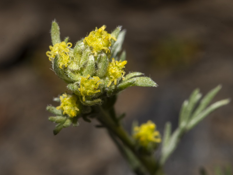 Artemisia umbeliformis.52