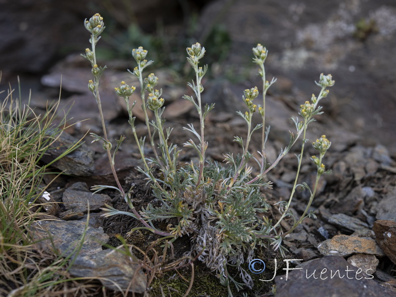 Artemisia umbeliformis.64