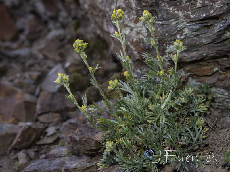Artemisia umbeliformis.01