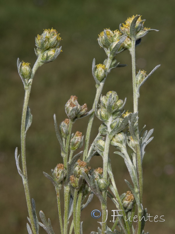 Artemisia umbeliformis.66