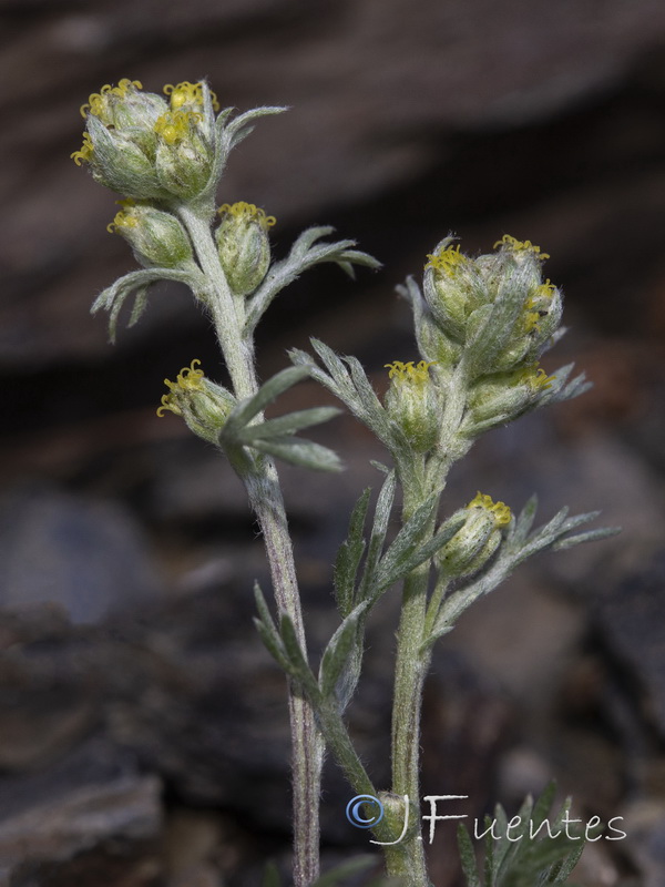 Artemisia umbeliformis.69