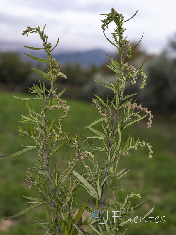 Artemisia verlotiorum.13