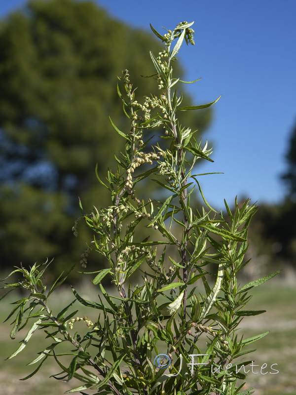Artemisia verlotiorum.14