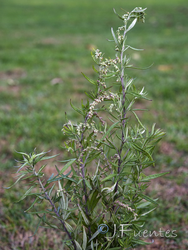 Artemisia verlotiorum.15