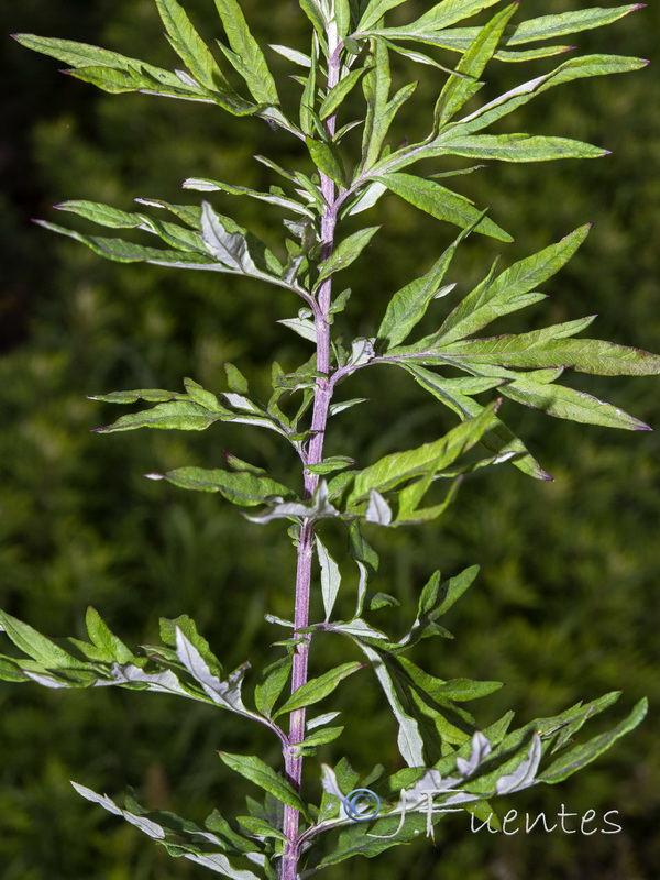 Artemisia verlotiorum.17