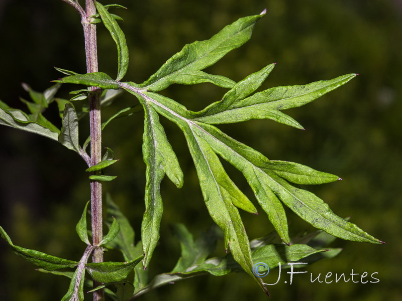 Artemisia verlotiorum.18
