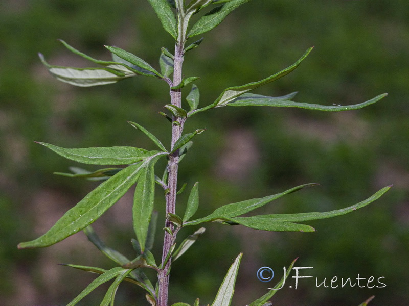 Artemisia verlotiorum.19