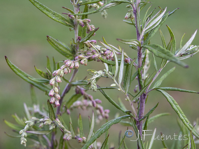 Artemisia verlotiorum.21