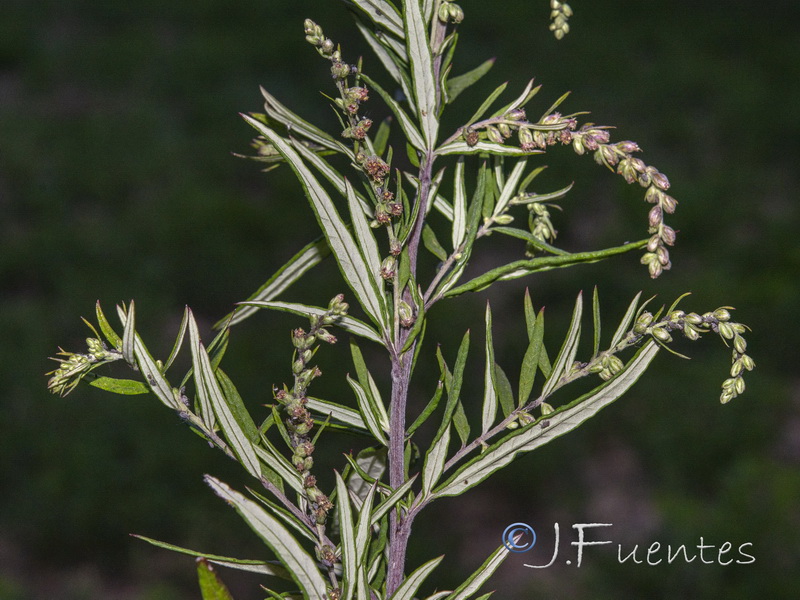 Artemisia verlotiorum.22