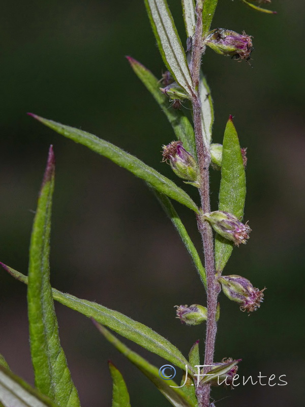 Artemisia verlotiorum.23