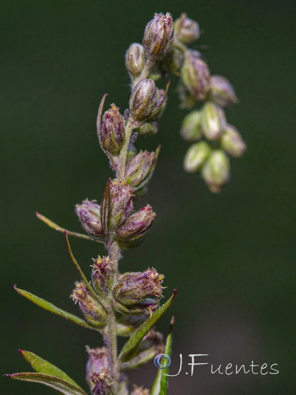 Artemisia verlotiorum.24
