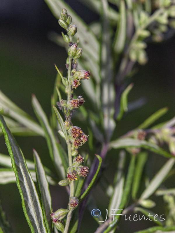 Artemisia verlotiorum.25