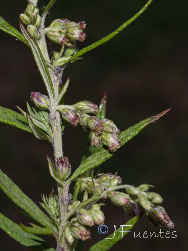Artemisia verlotiorum.26
